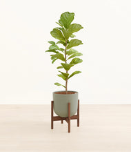 Load image into Gallery viewer, Sage Green stand:walnut
