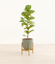 Load image into Gallery viewer, Sage Green stand:bamboo