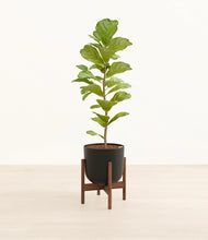 Load image into Gallery viewer, Stone Black stand:walnut