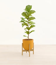 Load image into Gallery viewer, Sunset Orange stand:bamboo