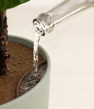 Load image into Gallery viewer, Evergreen stand:all