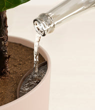 Load image into Gallery viewer, Sandy Pink stand:all