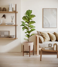 Load image into Gallery viewer, Sandy Pink stand:walnut