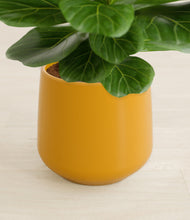 Load image into Gallery viewer, Mustard stand:all