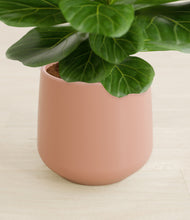 Load image into Gallery viewer, Calm Rose stand:all