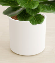 Load image into Gallery viewer, White stand:all