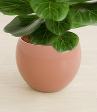 Load image into Gallery viewer, Calm Rose stand:all