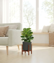 Load image into Gallery viewer, Dark Olive stand:walnut