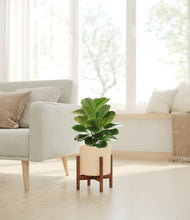 Load image into Gallery viewer, Cream stand:walnut