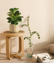 Load image into Gallery viewer, Almond Green