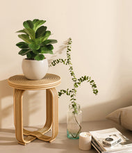 Load image into Gallery viewer, Shiny EggWhite