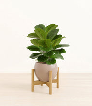 Load image into Gallery viewer, Desert Brown stand:bamboo