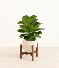 Load image into Gallery viewer, Shiny EggWhite stand:walnut