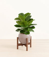 Load image into Gallery viewer, Winter Clouds stand:walnut