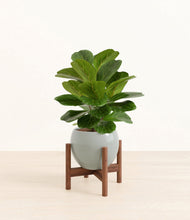 Load image into Gallery viewer, Deep Ocean stand:walnut