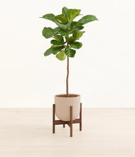 Load image into Gallery viewer, Sandy Pink stand:dark