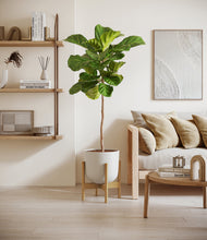 Load image into Gallery viewer, Natural Bamboo stand:light