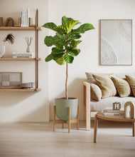Load image into Gallery viewer, Sage Green stand:light