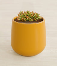 Load image into Gallery viewer, Mustard stand:all