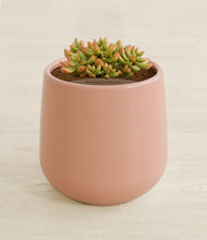 Load image into Gallery viewer, Calm Rose stand:all