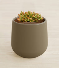 Load image into Gallery viewer, Olive stand:all