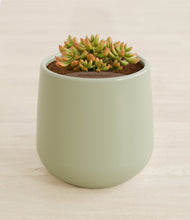 Load image into Gallery viewer, Turquoise stand:all