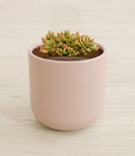 Load image into Gallery viewer, Sandy Pink stand:all