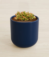 Load image into Gallery viewer, Twilight Blue stand:all