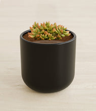 Load image into Gallery viewer, Stone Black stand:all