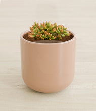 Load image into Gallery viewer, Glossy Pink stand:all