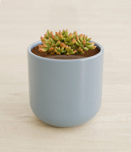 Load image into Gallery viewer, Misty Blue stand:all