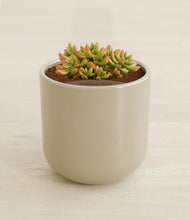 Load image into Gallery viewer, Sage Green stand:all