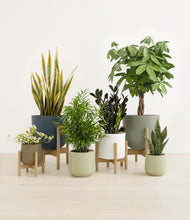 Lade das Bild in den Galerie-Viewer, Earthy stand:four_stands