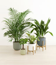 Load image into Gallery viewer, Earthy stand:two_stands