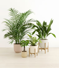 Load image into Gallery viewer, Sandy stand:two_stands