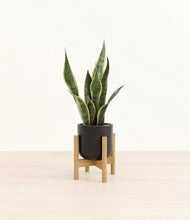 Load image into Gallery viewer, Stone Black stand:bamboo