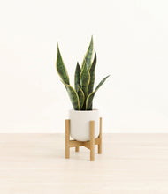 Load image into Gallery viewer, Cotton White stand:bamboo