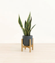 Load image into Gallery viewer, Iron Gray stand:bamboo