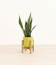 Load image into Gallery viewer, Key Lime Yellow stand:bamboo