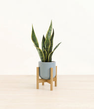 Load image into Gallery viewer, Misty Blue stand:bamboo