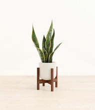 Load image into Gallery viewer, Cotton White stand:walnut