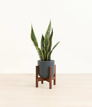Load image into Gallery viewer, Iron Gray stand:walnut