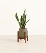 Load image into Gallery viewer, Olive stand:walnut