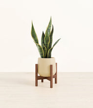 Load image into Gallery viewer, Almond Green stand:walnut