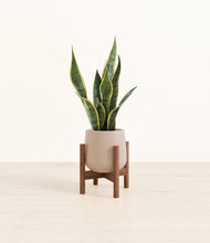 Load image into Gallery viewer, Eternal Gray stand:walnut