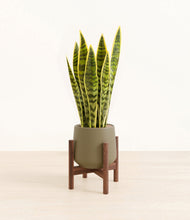 Load image into Gallery viewer, Olive stand:walnut