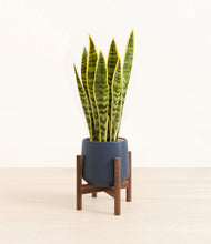 Load image into Gallery viewer, Deep Navy stand:walnut