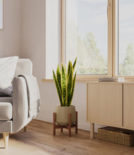 Load image into Gallery viewer, Olive stand:walnut