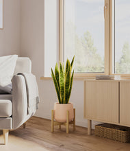 Load image into Gallery viewer, Gentle Pink stand:bamboo