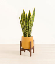 Load image into Gallery viewer, Mustard stand:walnut